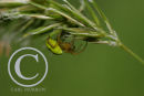Green Spider